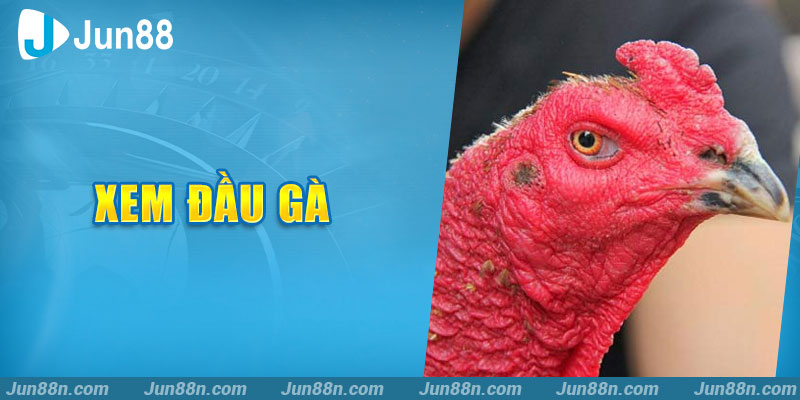 Xem đầu gà