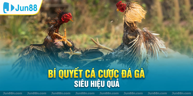 Bí quyết cá cược đá gà siêu hiệu quả